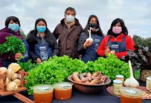 Pequeñas productoras indígenas de la Región de Los Lagos recibieron Sello Originario de INDAP En una ceremonia realizada en el sector Quihua de la comuna de Calbuco, INDAP entregó el Sello Originario a las primeras agricultoras indígenas de la Región de Los Lagos. Esta certificación está inserta en el Programa de Alimentos Ancestrales Saludables que impulsan el servicio del agro y Elige Vivir Sano y tiene el propósito de rescatar y promover el consumo de productos que han formado parte de la dieta de nuestros pueblos originarios.