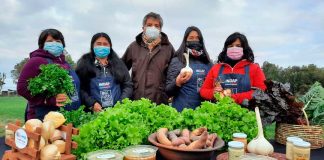 Pequeñas productoras indígenas de la Región de Los Lagos recibieron Sello Originario de INDAP En una ceremonia realizada en el sector Quihua de la comuna de Calbuco, INDAP entregó el Sello Originario a las primeras agricultoras indígenas de la Región de Los Lagos. Esta certificación está inserta en el Programa de Alimentos Ancestrales Saludables que impulsan el servicio del agro y Elige Vivir Sano y tiene el propósito de rescatar y promover el consumo de productos que han formado parte de la dieta de nuestros pueblos originarios.