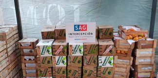 SAG Arica y Parinacota detecta Mosca de la Fruta en productos agrícolas ingresados clandestinamente