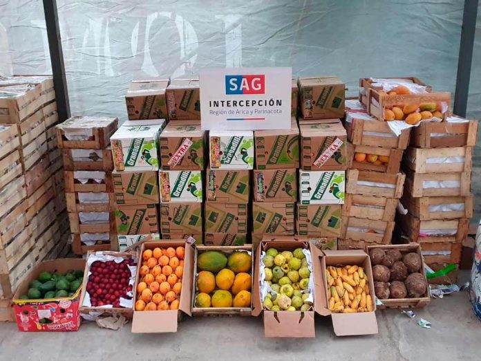 SAG Arica y Parinacota detecta Mosca de la Fruta en productos agrícolas ingresados clandestinamente