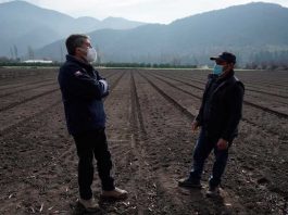 SEGURO AGRÍCOLA INDEMNIZA A PRODUCTORES DE O’HIGGINS QUE PERDIERON SUS CULTIVOS TRAS LLUVIAS EXTEMPORÁNEAS