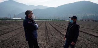 SEGURO AGRÍCOLA INDEMNIZA A PRODUCTORES DE O’HIGGINS QUE PERDIERON SUS CULTIVOS TRAS LLUVIAS EXTEMPORÁNEAS