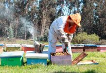 Apicultores de la región del Maule afectados por sequía reciben indemnizaciones del seguro agrícola