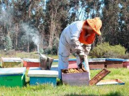 Apicultores de la región del Maule afectados por sequía reciben indemnizaciones del seguro agrícola
