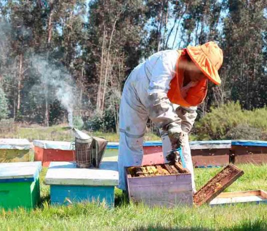 Apicultores de la región del Maule afectados por sequía reciben indemnizaciones del seguro agrícola