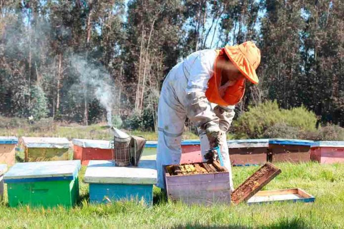 Apicultores de la región del Maule afectados por sequía reciben indemnizaciones del seguro agrícola