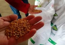 Beneficio Social de la investigación en trigo candeal de INIA ascendió sobre los $13.000 millones
