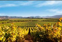 Cabernet Sauvignon: el vino ícono de Chile y la cepa de mayor crecimiento
