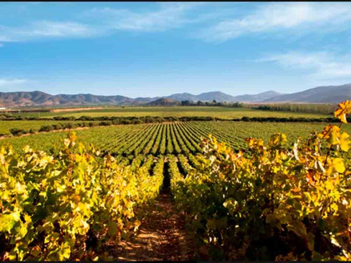Cabernet Sauvignon: el vino ícono de Chile y la cepa de mayor crecimiento