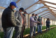 En la comuna de Quinta de Tilcoco INIA Rayentué Conformó nuevo GTT de ajos