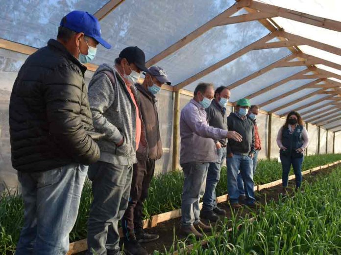 En la comuna de Quinta de Tilcoco INIA Rayentué Conformó nuevo GTT de ajos
