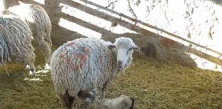 Estudiarán en el altiplano fármaco que podría revertir daños en recién nacidos