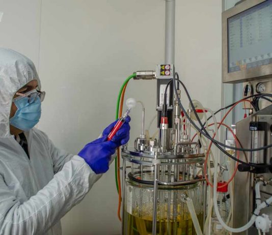 Expertos UdeC trabajan en la creación de vacuna para controlar enfermedad que afecta a los cerdos