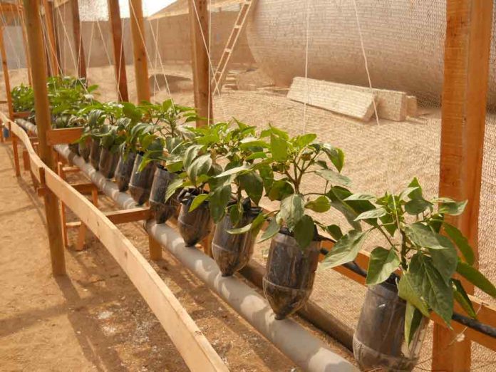 FIA abre desafío tecnológico para evitar enfermedades virales en hortalizas en la región de Arica y Parinacota  