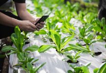 FIA destinará $4 mil millones para apoyar las mejores soluciones y proyectos de innovación en el agro 