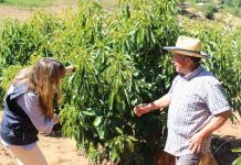 INDAP presenta nuevo seguro agrícola para Nogales: Hasta 95% de subsidio estatal en su contratación