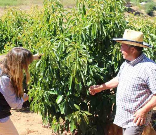 INDAP presenta nuevo seguro agrícola para Nogales: Hasta 95% de subsidio estatal en su contratación