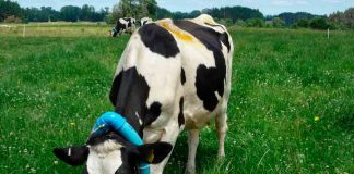 INIA busca alternativas integradas para disminuir emisiones de metano entérico en la producción de leche