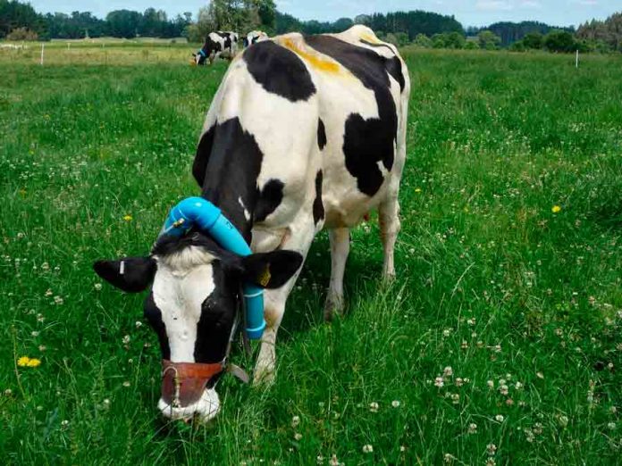 INIA busca alternativas integradas para disminuir emisiones de metano entérico en la producción de leche