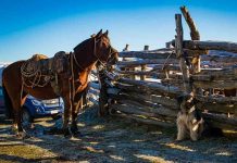 Influenza Equina: SAG recuerda resolución de vacuna obligatoria para equinos.