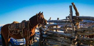 Influenza Equina: SAG recuerda resolución de vacuna obligatoria para equinos.