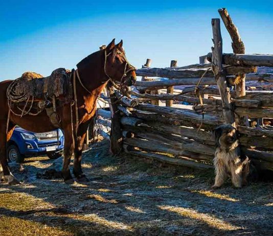 Influenza Equina: SAG recuerda resolución de vacuna obligatoria para equinos.