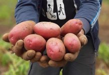 Investigadores de INIA Remehue presentarán resultados de estudio que muestra efecto estrés hídrico en el cultivo de papa