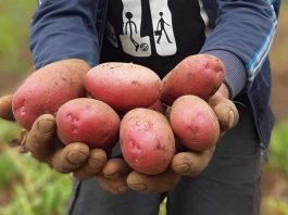 Investigadores de INIA Remehue presentarán resultados de estudio que muestra efecto estrés hídrico en el cultivo de papa