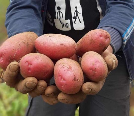 Investigadores de INIA Remehue presentarán resultados de estudio que muestra efecto estrés hídrico en el cultivo de papa