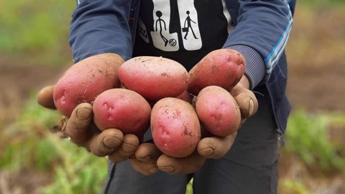 Investigadores de INIA Remehue presentarán resultados de estudio que muestra efecto estrés hídrico en el cultivo de papa