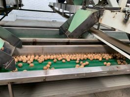Pequeños productores salamanquinos exportan nueces al mercado turco