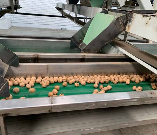 Pequeños productores salamanquinos exportan nueces al mercado turco