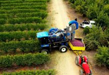 Primeros en el mundo: Chile celebra la primera plantación de Ciruelos D’Agen en alta densidad para una mecanización total