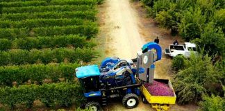 Primeros en el mundo: Chile celebra la primera plantación de Ciruelos D’Agen en alta densidad para una mecanización total