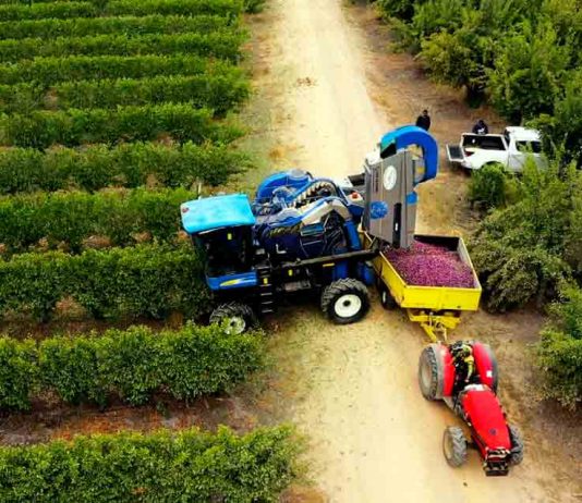 Primeros en el mundo: Chile celebra la primera plantación de Ciruelos D’Agen en alta densidad para una mecanización total