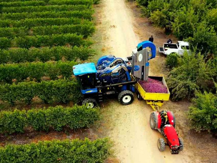 Primeros en el mundo: Chile celebra la primera plantación de Ciruelos D’Agen en alta densidad para una mecanización total