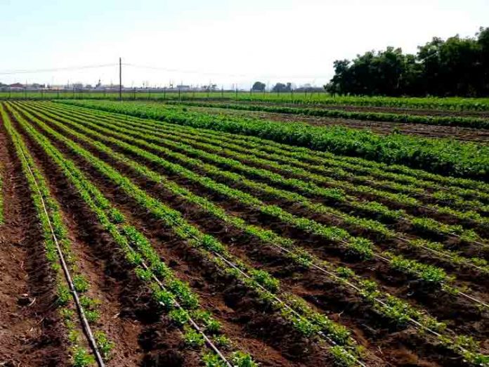 Regantes de todo el país podrán repostular sus proyectos de tecnificación y obras civiles a concurso por $3.500 millones