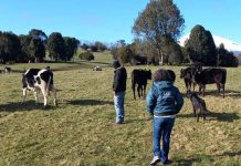 SAG Los Lagos recuerda a ganaderos informar existencia de animales en sus predios