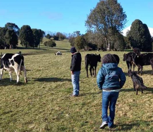 SAG Los Lagos recuerda a ganaderos informar existencia de animales en sus predios