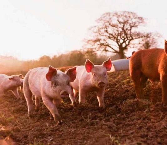 SAG levanta alerta y redobla inspección en frontera tras foco de Peste Porcina Africana en República Dominicana