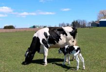 Zearalenona, el Enemigo del Programa Reproductivo de Vacas