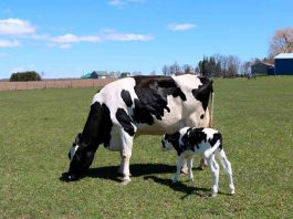 Zearalenona, el Enemigo del Programa Reproductivo de Vacas