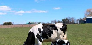 Zearalenona, el Enemigo del Programa Reproductivo de Vacas