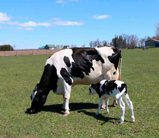 Zearalenona, el Enemigo del Programa Reproductivo de Vacas