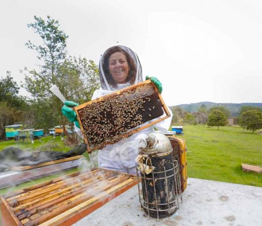 La pandemia aumentó el consumo de miel entre los chilenos: 700 gramos per cápita al año 
