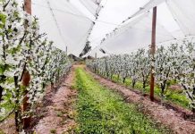 En un 83% aumentó el volumen de venta de cerezas: Chile se posiciona como líder en la exportación de esta fruta