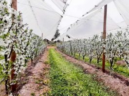 En un 83% aumentó el volumen de venta de cerezas: Chile se posiciona como líder en la exportación de esta fruta