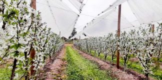 En un 83% aumentó el volumen de venta de cerezas: Chile se posiciona como líder en la exportación de esta fruta