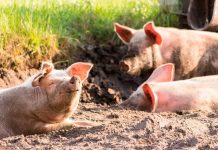 Facultad de Ciencias Veterinarias UdeC se une a los esfuerzos por evitar que ingrese al país la Peste Porcina Africana