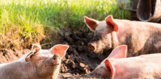 Facultad de Ciencias Veterinarias UdeC se une a los esfuerzos por evitar que ingrese al país la Peste Porcina Africana
